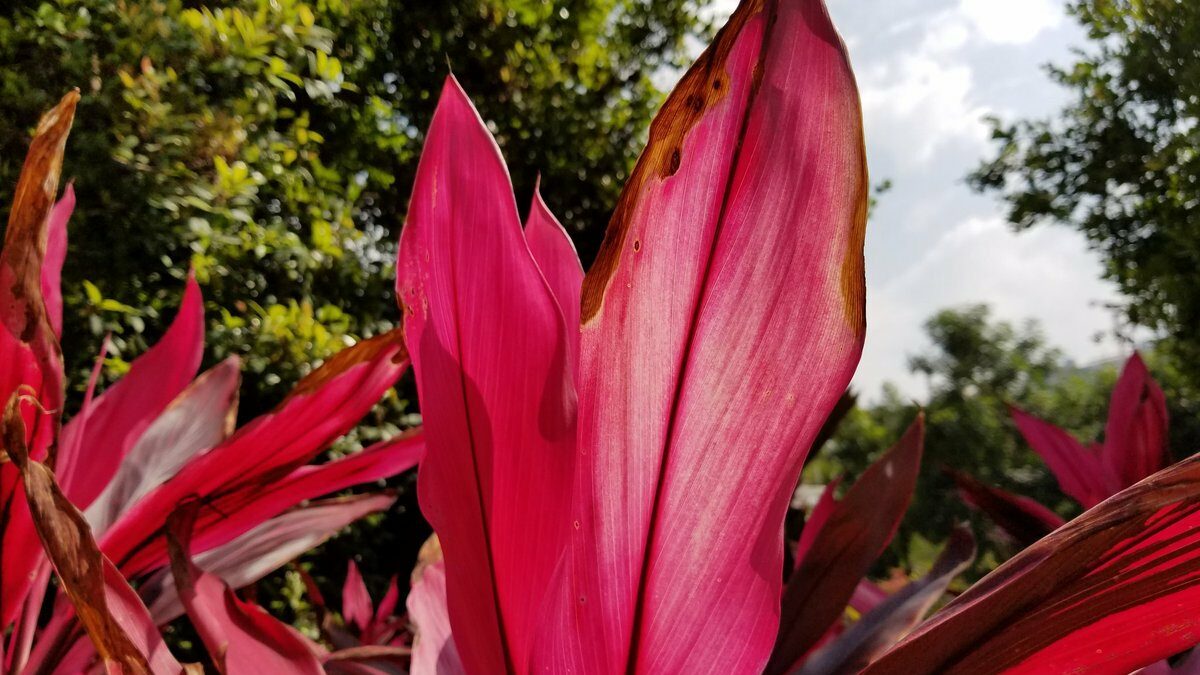 Samsung Galaxy S8 camera sample 1