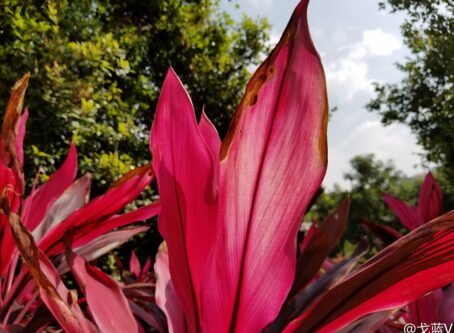 Samsung Galaxy S8 camera sample 1