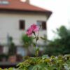 Samsung Note8 testna fotografija 2
