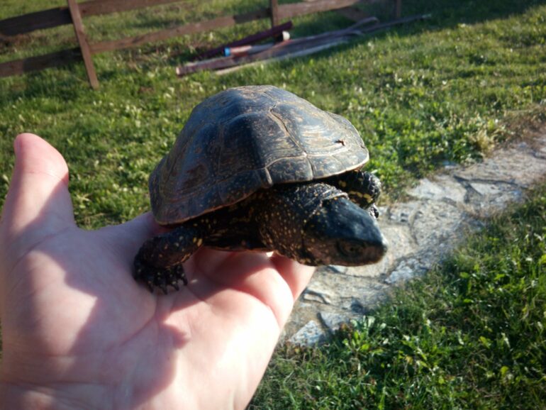 Ulefone Power 2 test fotografija 18
