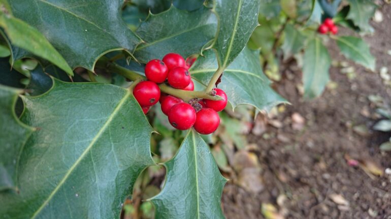 Sony XZ Premium testne fotografije 18