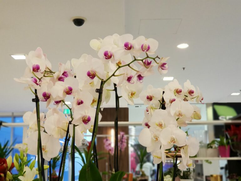 Samsung Galaxy S9 Plus test photo 5