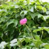 Honor 10 kamera sample 5