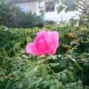Cubot Power camera sample 12