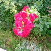 Cubot Power camera sample 13