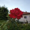 Xiaomi Redmi 6 kamera sample 2
