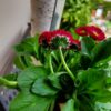 A50 camera sample 23