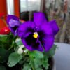 A50 camera sample 26