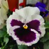 A50 camera sample 27