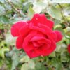 Cubot Max 2 test foto 1 1