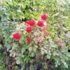 Cubot Max 2 test foto 2 1