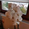 Huawei P30 kamera test 35