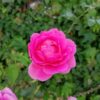 P30 lite camera sample 13