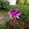 P30 lite camera sample 16