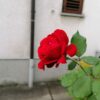 P30 lite camera sample 25