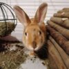 P30 lite camera sample 6