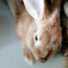 Huawei P Smart Z kamera sample 30