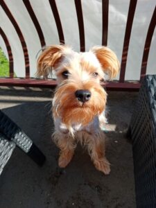 Y6p test foto 10 scaled