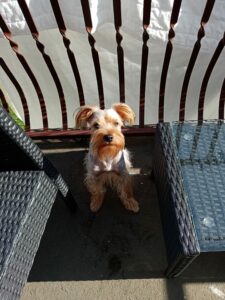 Y6p test foto 11 scaled