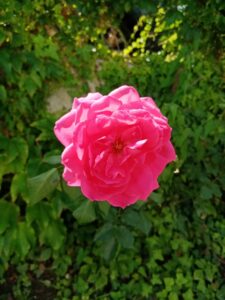 Y6p test foto 16 scaled