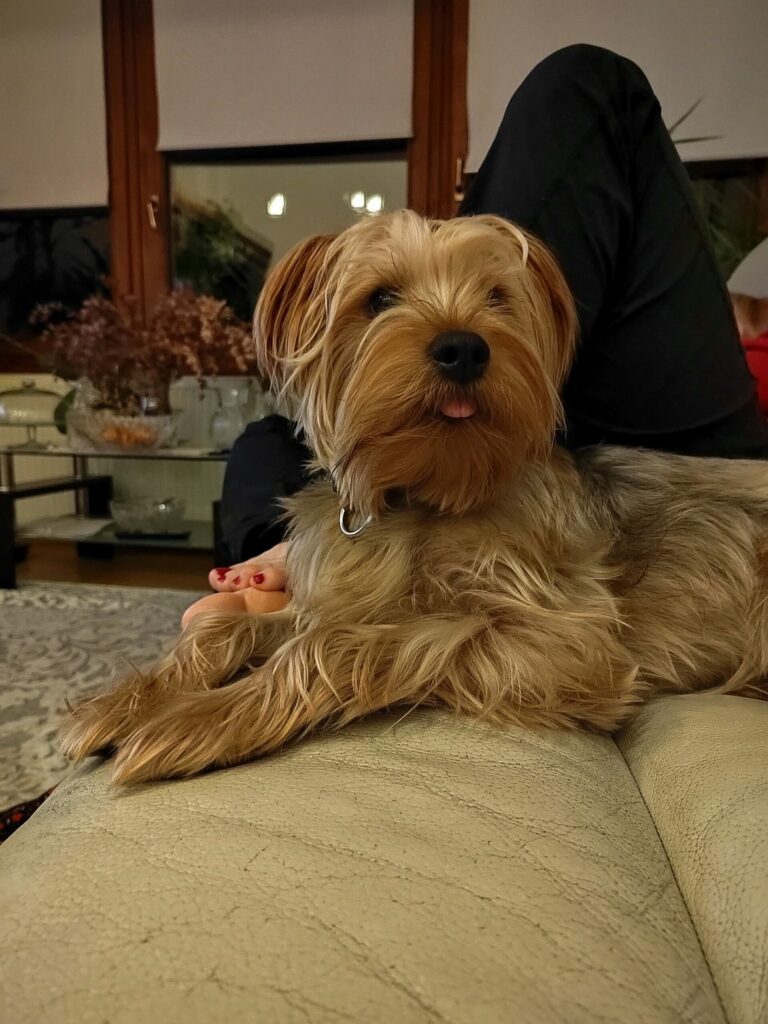 Honor 50 kamera 19 scaled