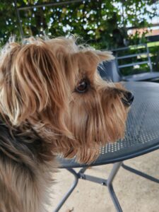 Magic V3 kamera 20 scaled