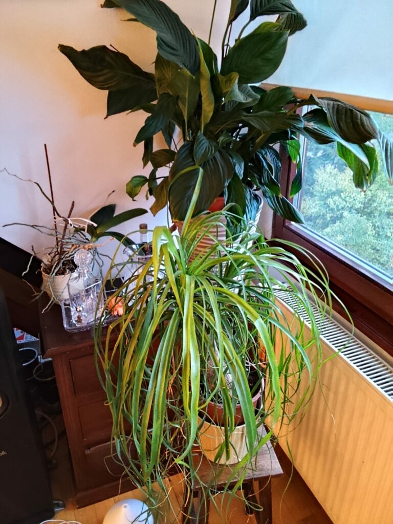 IMG 20251020 175335 scaled