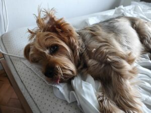 Xiaomi 15T Pro Kamera 13