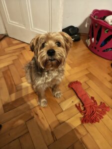 Xiaomi 15T Pro Kamera 2