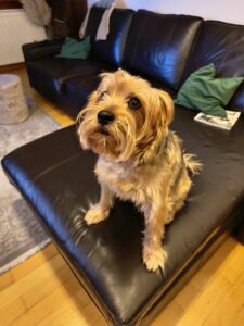 Xiaomi 15T Pro Kamera 6