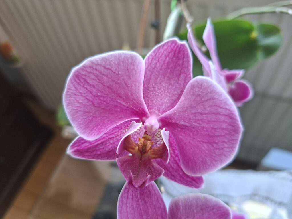 Galaxy A56 5G kamera 15