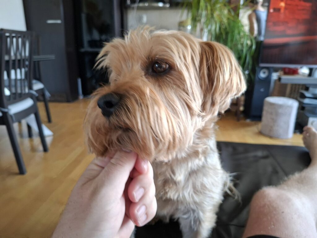 Samsung Galaxy A56 5G – fotografija kućnog ljubimca