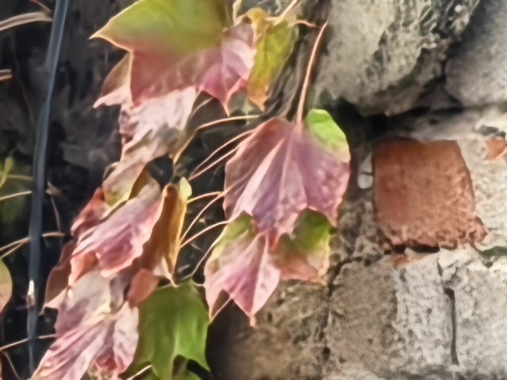 Huawei Pura 80 Pro kamera 8