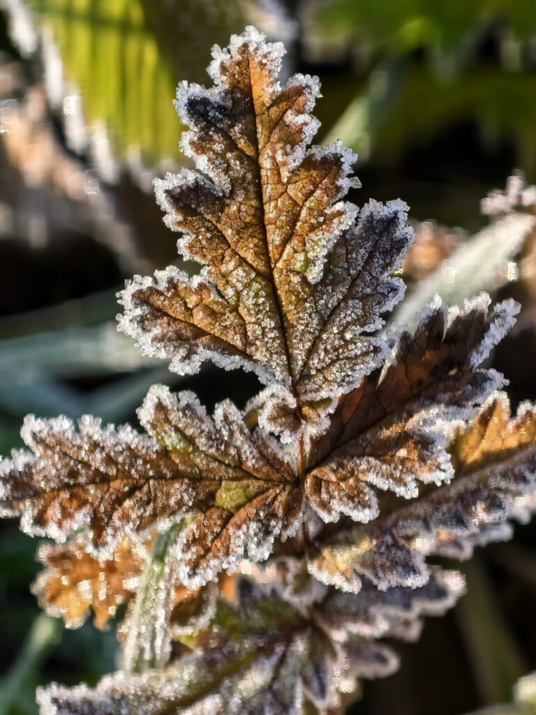 IMG 20251211 085838 edit 9581686241551 scaled