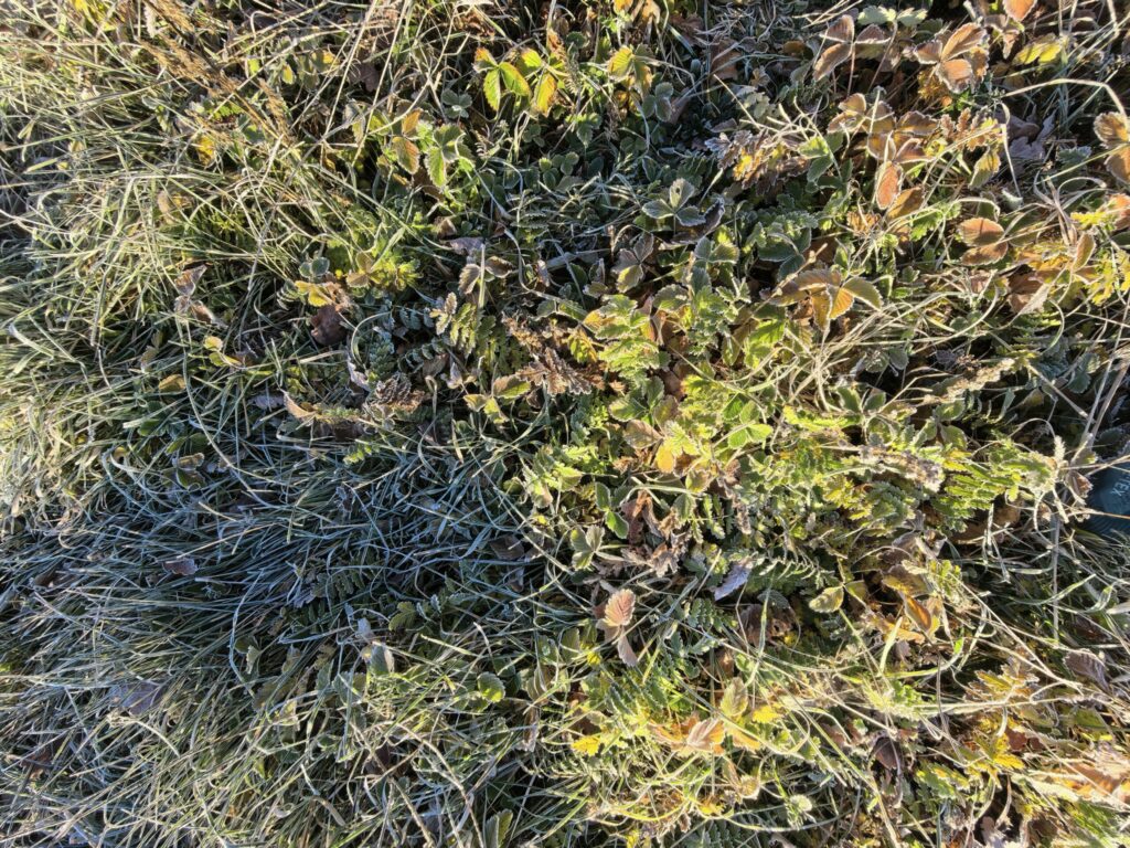 IMG 20251211 085843 scaled