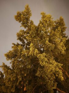 Xiaomi 17 Ultra kamera low light 10