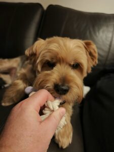 Xiaomi 17 Ultra kamera low light 12