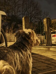 Xiaomi 17 Ultra kamera low light 5